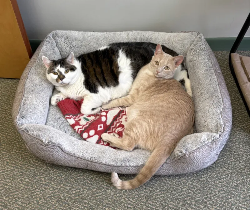 CeeCee and Gizmo relaxing together