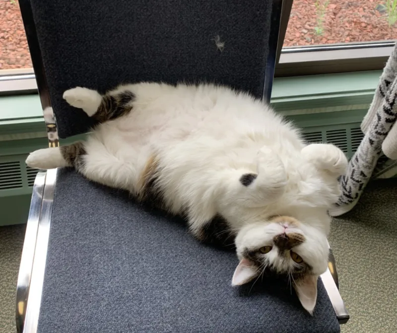 CeeCee the office cat