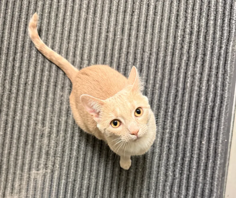 Gizmo the office cat