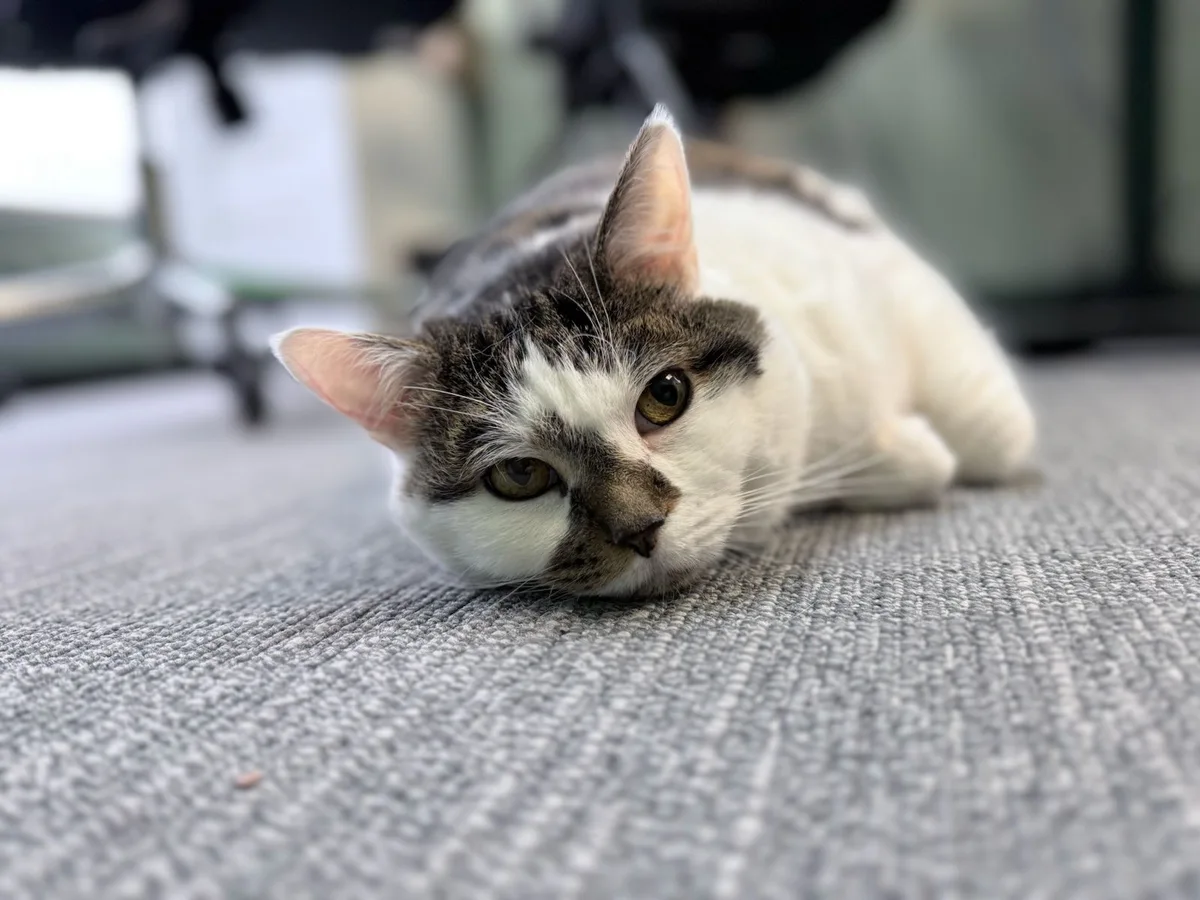 A cat at the Mercer Fuels office.